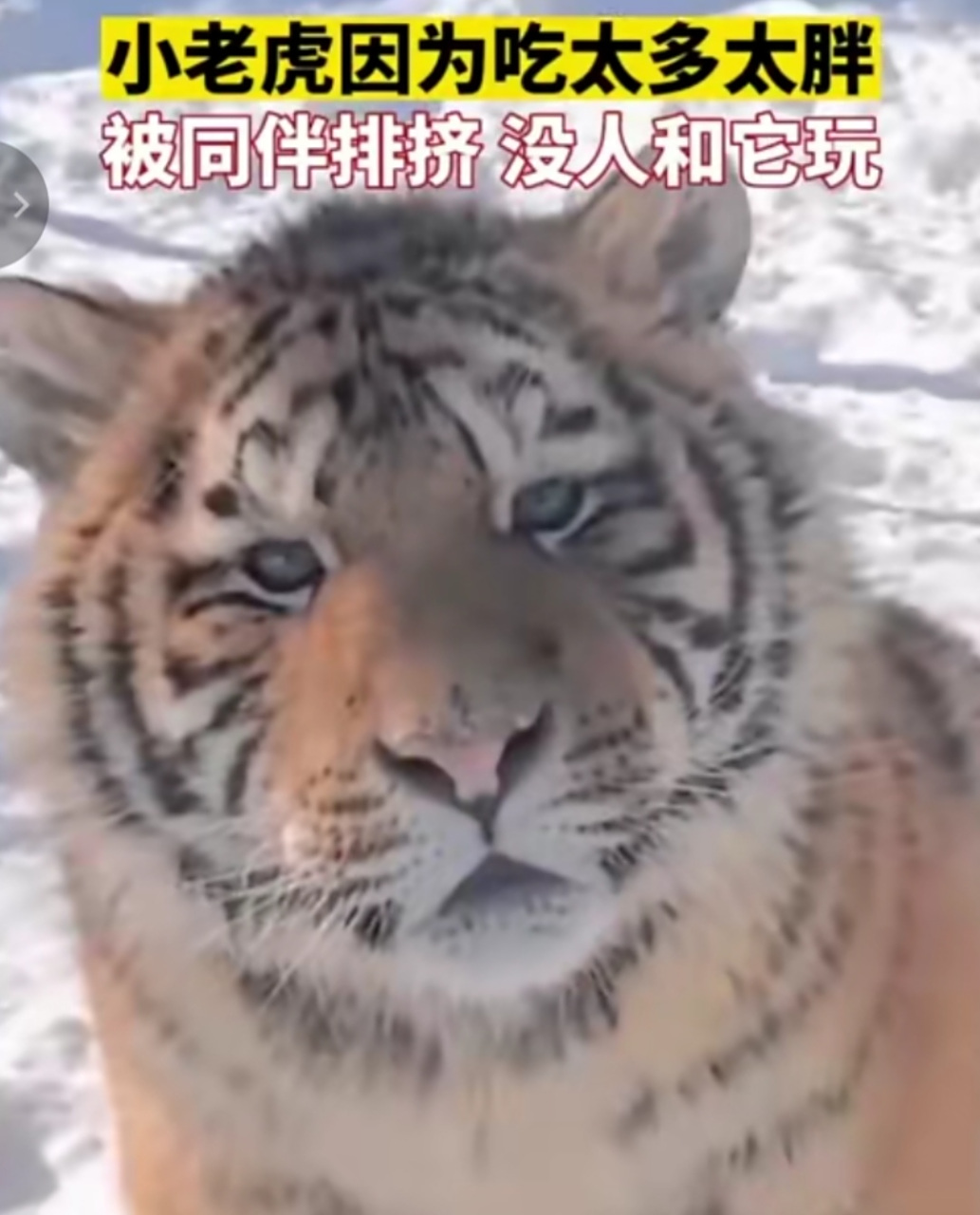 老虎胖成球,老虎胖了
