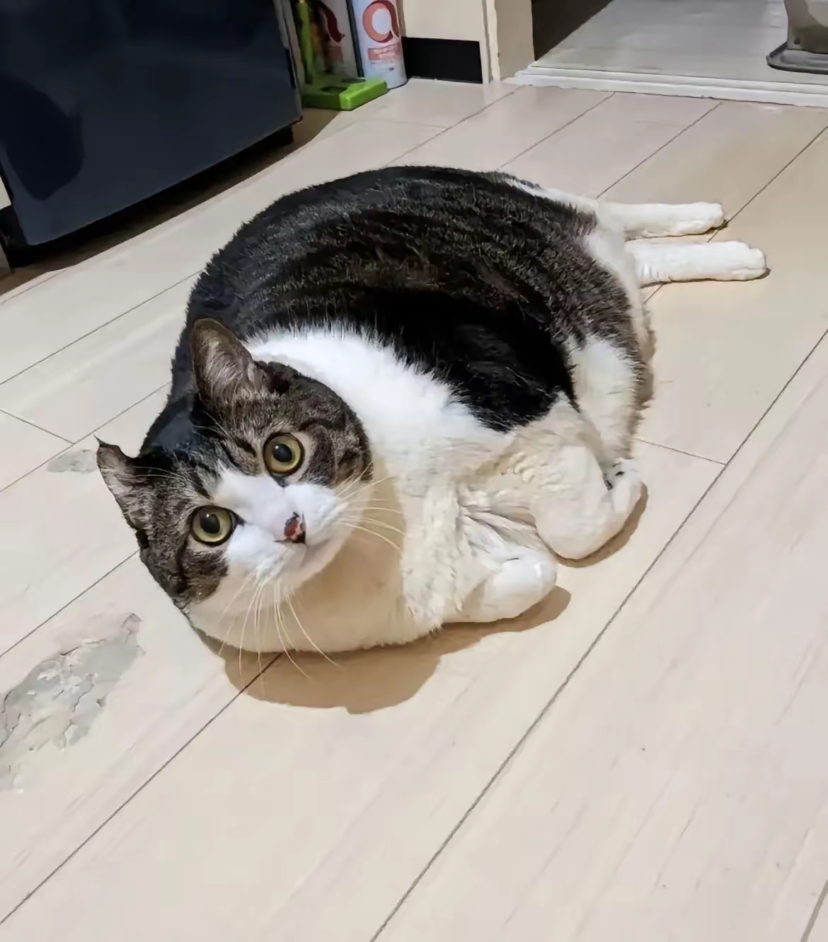 大肥猫,大肥猫阿发和三只老鼠的故事