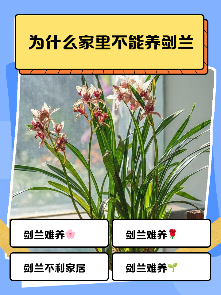 剑兰怎么养,剑兰怎么养护