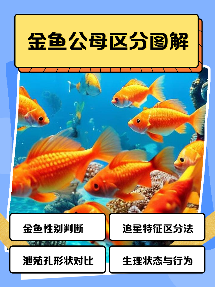 金鱼繁殖方法视频教程,普通小金鱼产卵的视频教程