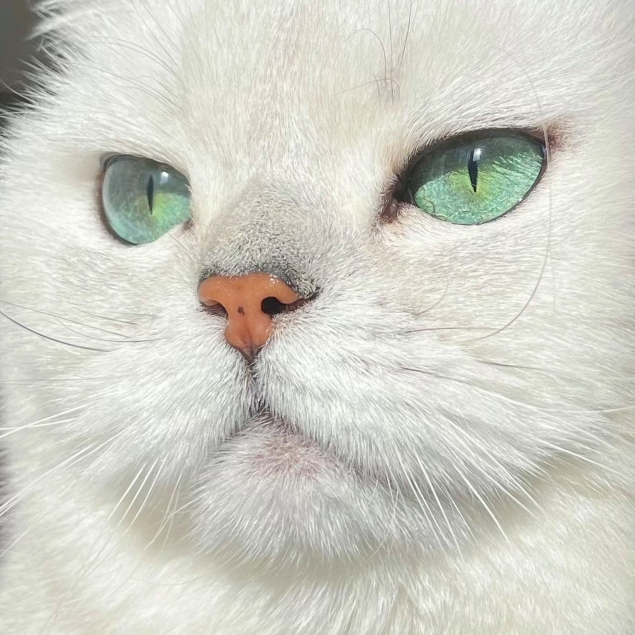 猫的眼睛,猫的眼睛是什么颜色