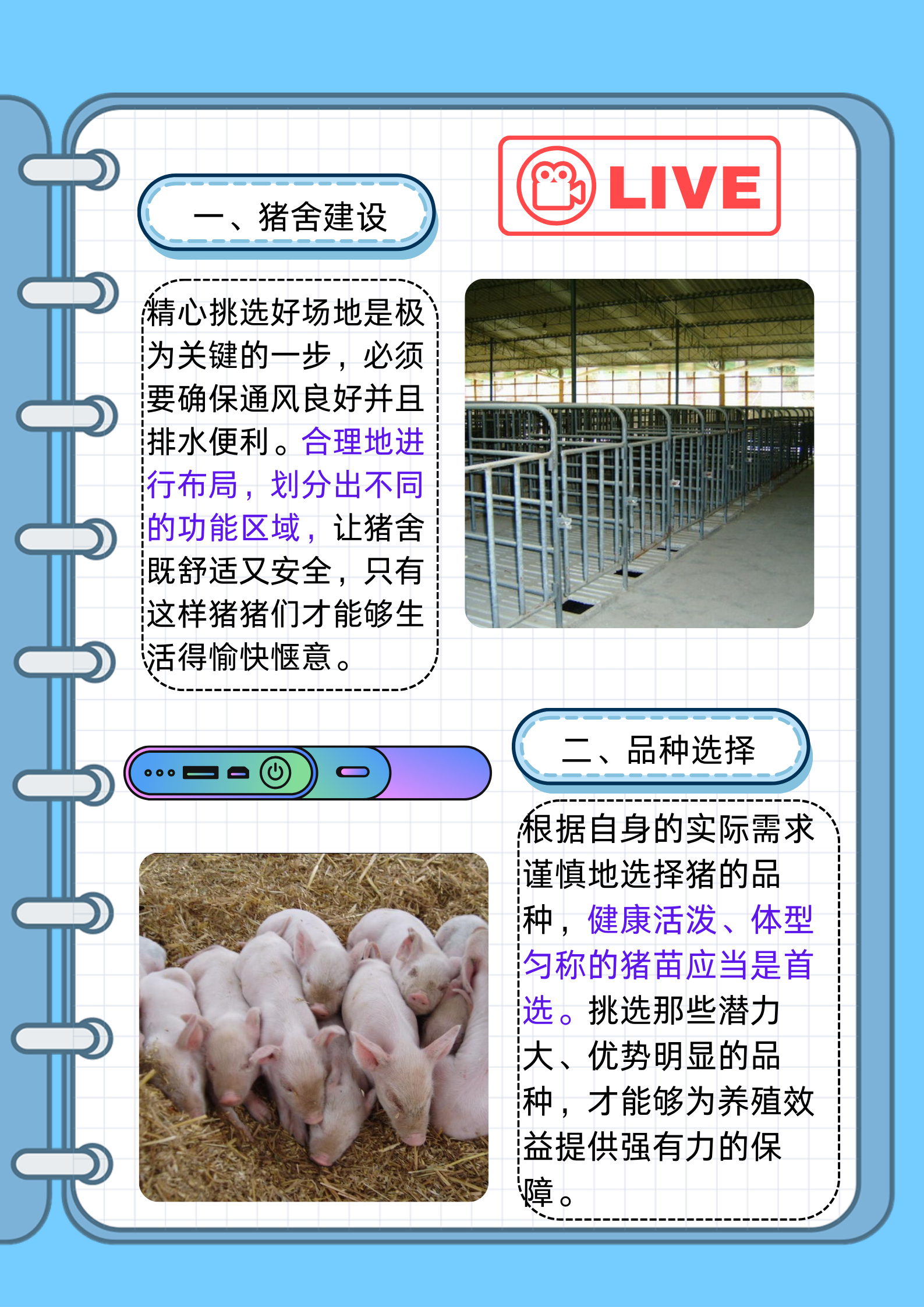 养猪流打法,遇到养猪流怎么打
