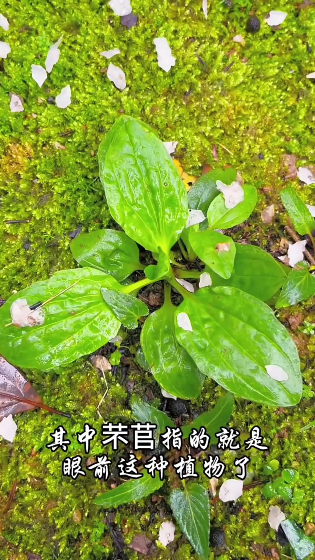 车轱辘菜怎么吃,车轱辘菜怎么吃有什么药用价值