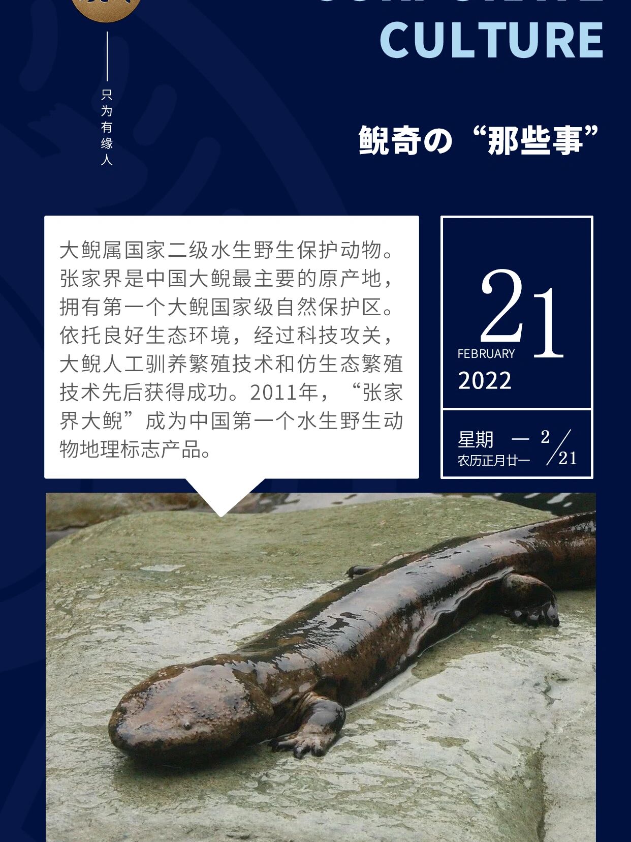 娃娃鱼是国家几级保护动物,私养一条娃娃鱼犯法吗