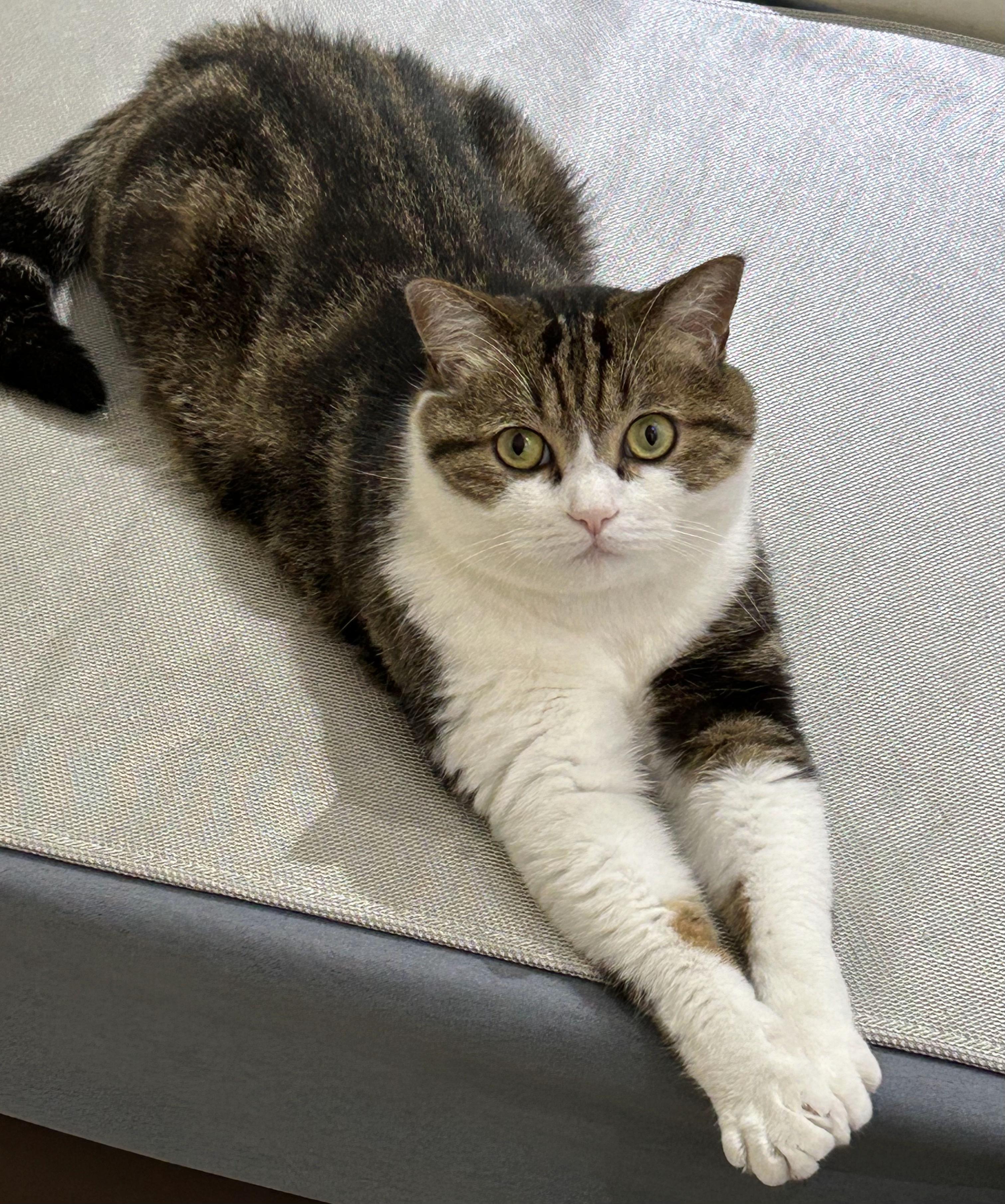 被猫喜欢预示着什么,流浪猫缠着你预示着什么