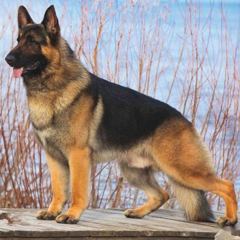 西德牧羊犬,狼灰色西德牧羊犬