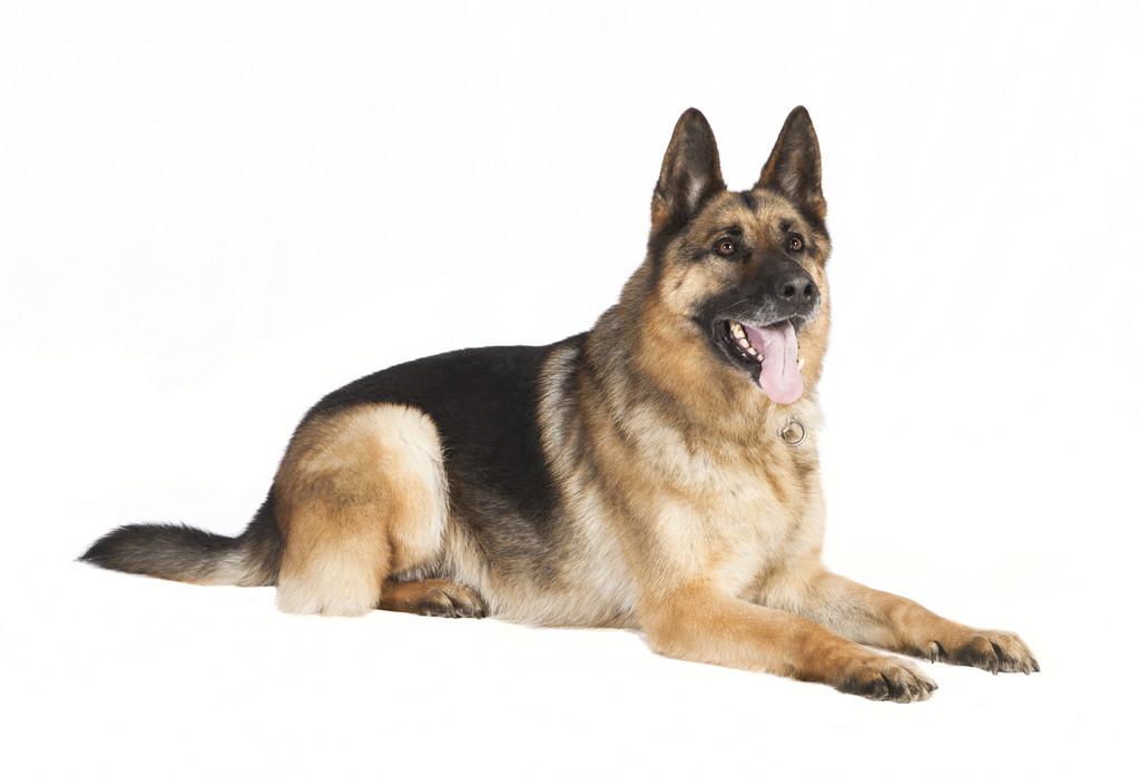 西德牧羊犬,狼灰色西德牧羊犬
