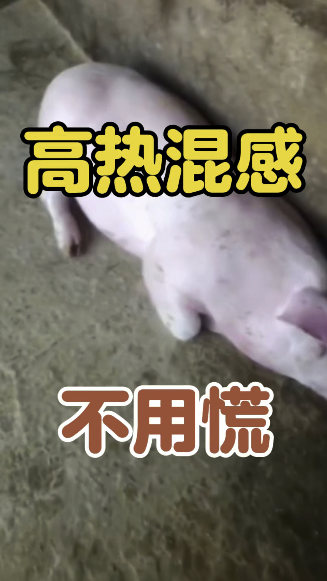 猪得了猪瘟怎么办,猪得了猪瘟怎么办,还能活吗