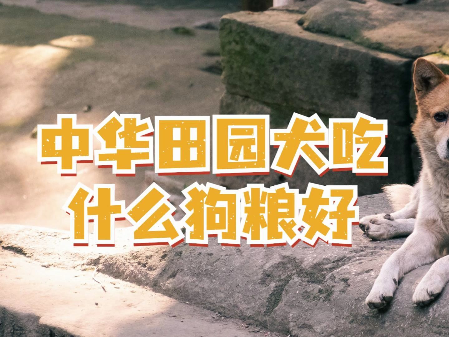 吃狗粮是什么意思,吃狗粮怎么发朋友圈更幽默