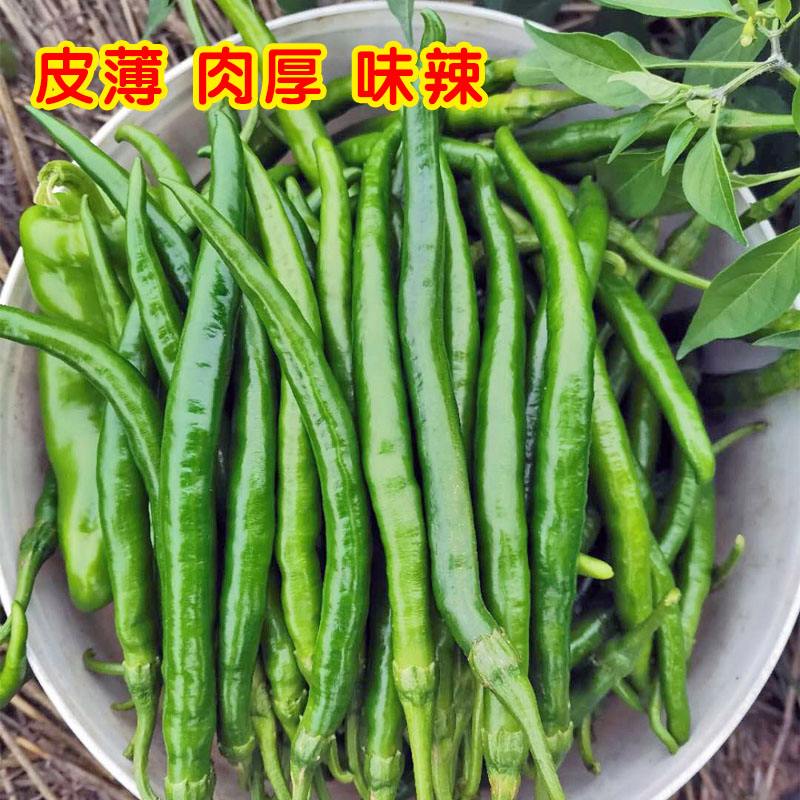 中国最辣的辣椒,世界上最辣的辣椒排名前十大