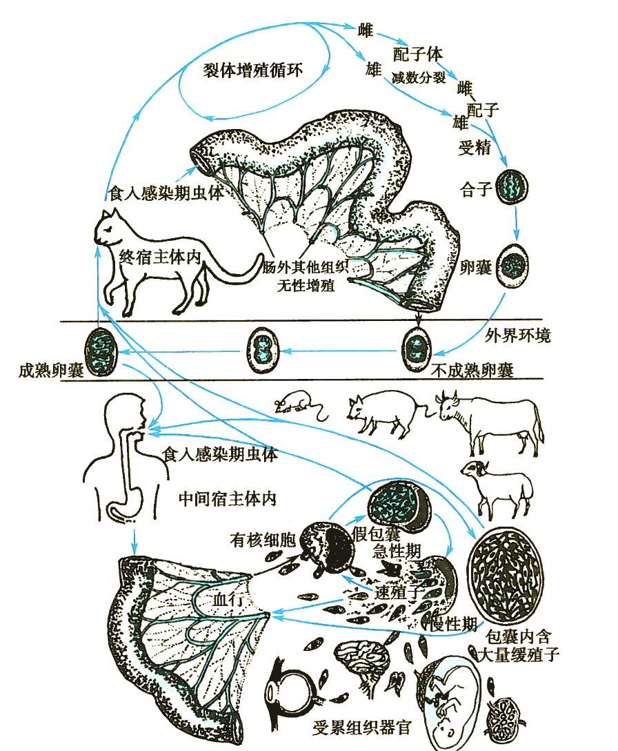 弓型虫,弓形虫病