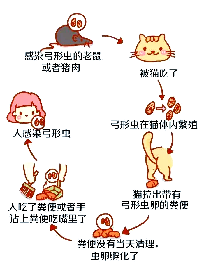 弓型虫,弓形虫病
