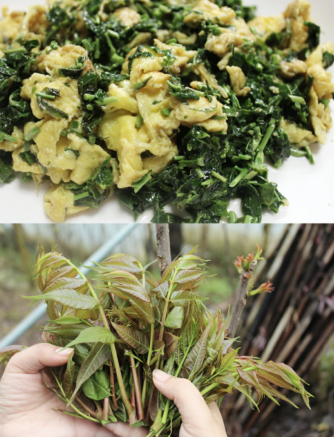 椿芽炒鸡蛋,春芽炒鸡蛋的功效和禁忌