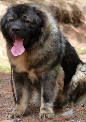 纯种高加索犬图片,纯种高加索犬多少钱一只