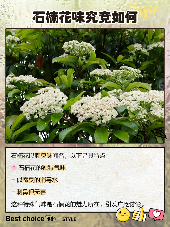 石楠花为什么那个味道,女生怎样看待石楠花的味道