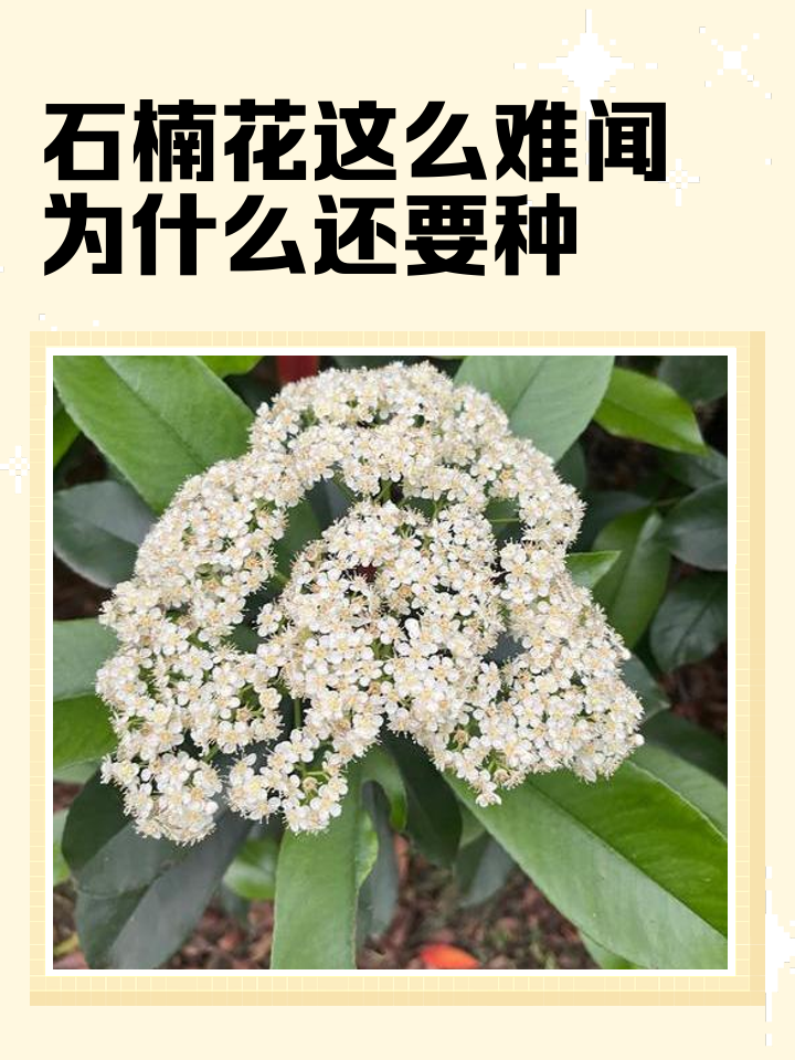 石楠花为什么那个味道,女生怎样看待石楠花的味道