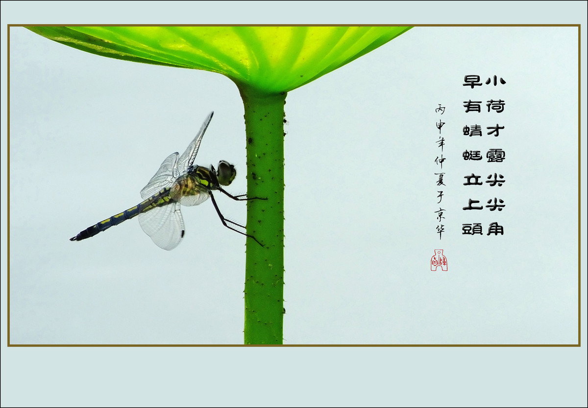 小荷才露尖尖角是哪首诗,小荷才露尖尖角是哪首诗什么季节