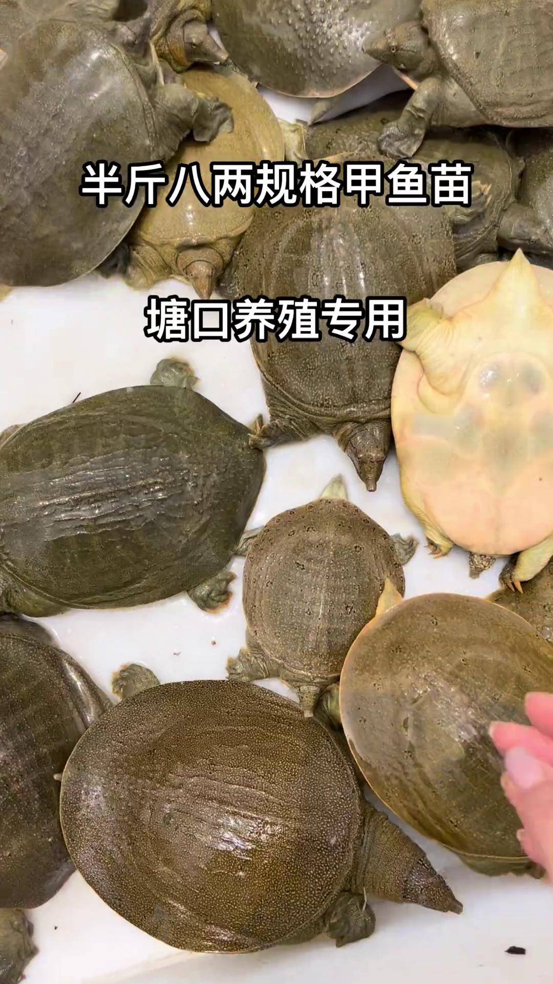 甲鱼能养在鱼缸里吗,甲鱼能不能放鱼缸养