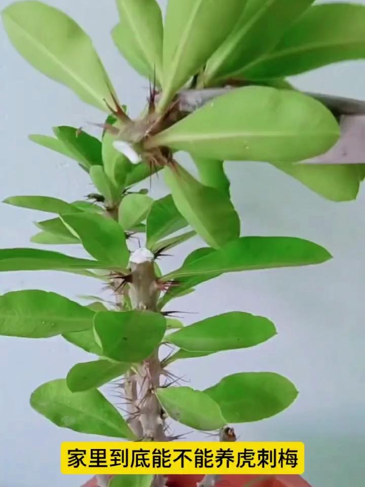 虎刺梅能放在屋里吗,虎刺梅放室内养有毒吗