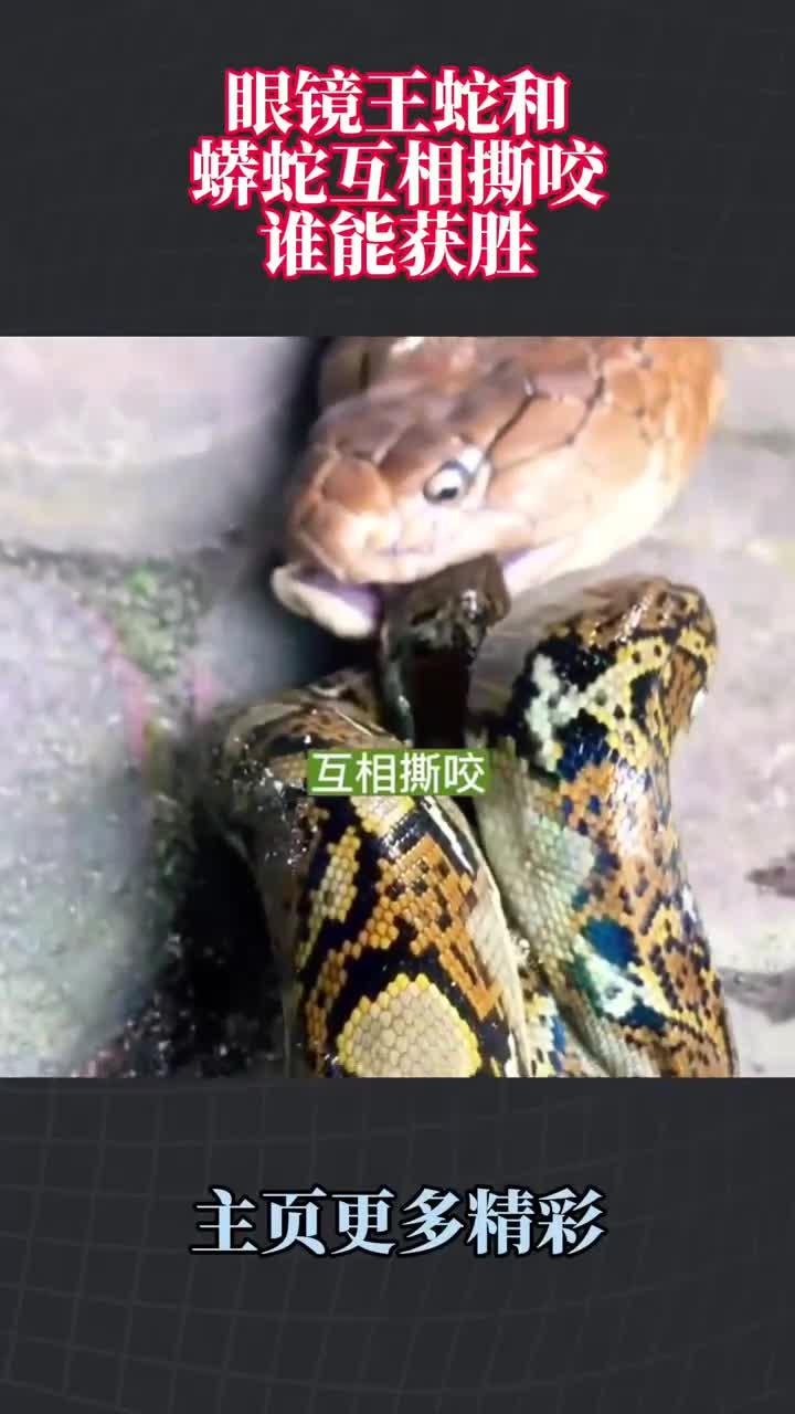 大王蛇会吃眼镜王蛇吗,大王蛇会吃眼镜王蛇吗视频