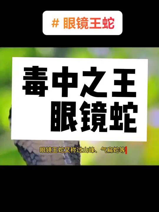 大王蛇会吃眼镜王蛇吗,大王蛇会吃眼镜王蛇吗视频