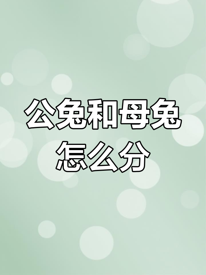 兔子公母怎么分辨,兔子公母辨别