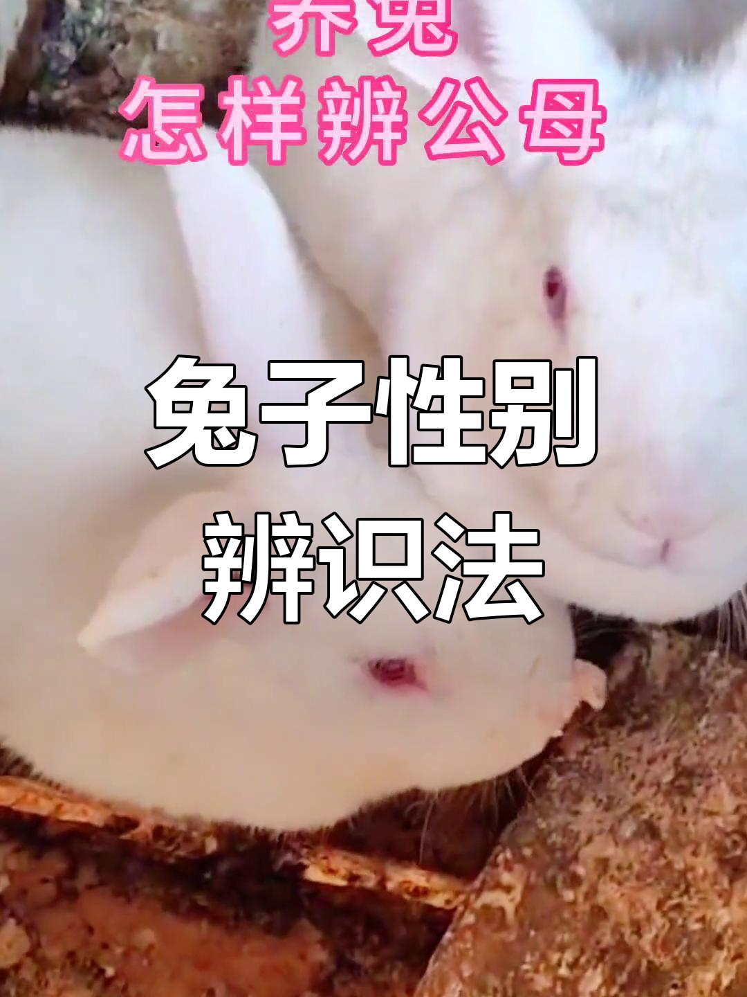 兔子公母怎么分辨,兔子公母辨别