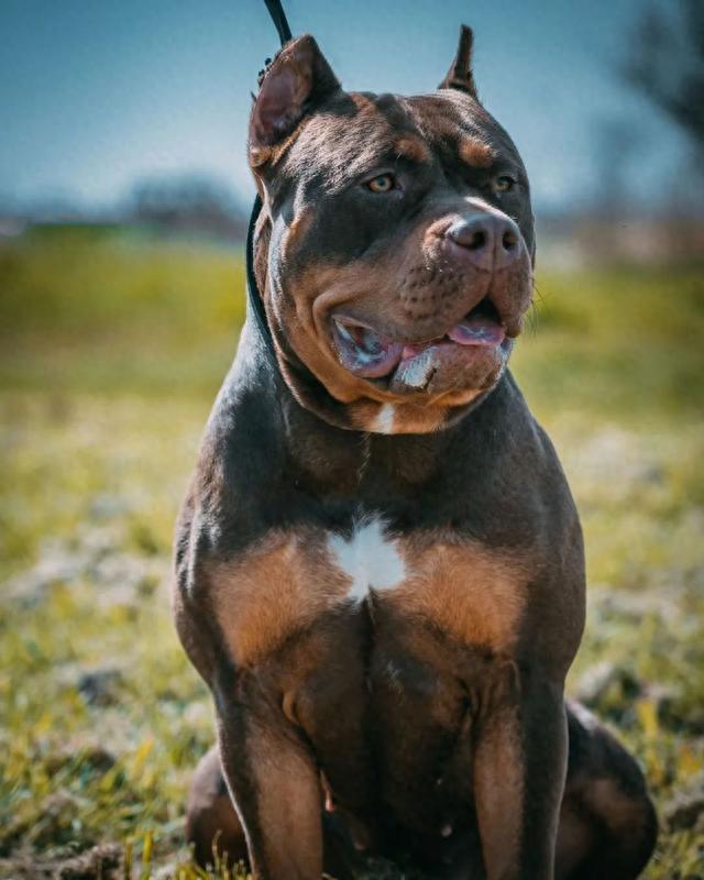 恶霸犬,恶霸犬价格多少钱一只