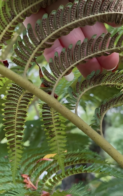 桫椤是什么植物,桫椤是什么植物裸子还是被子