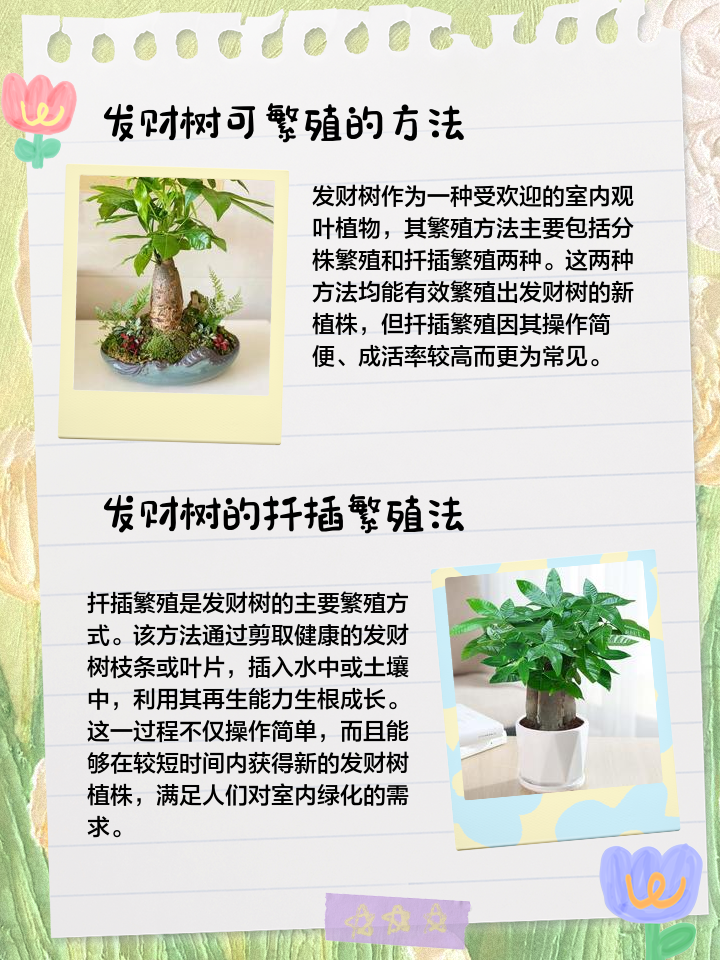 发财树扦插繁殖方法图,发财树复活方法如下