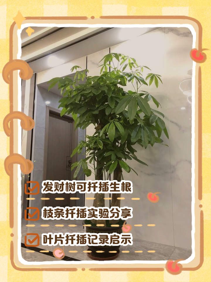 发财树扦插繁殖方法图,发财树复活方法如下