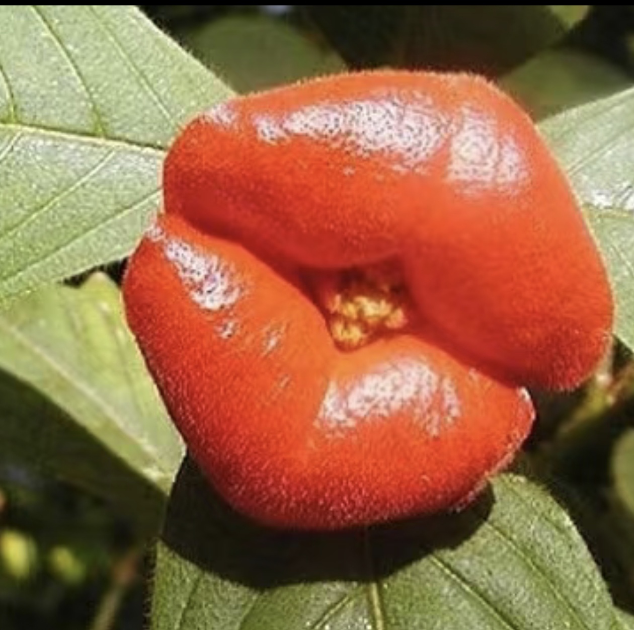 嘴唇花,嘴唇花图片