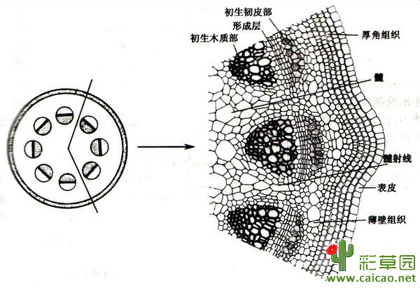 茎叶图怎么看,成绩茎叶图怎么看