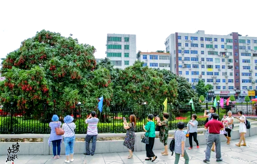 挂绿母树,挂绿母树是私人的还是国家的