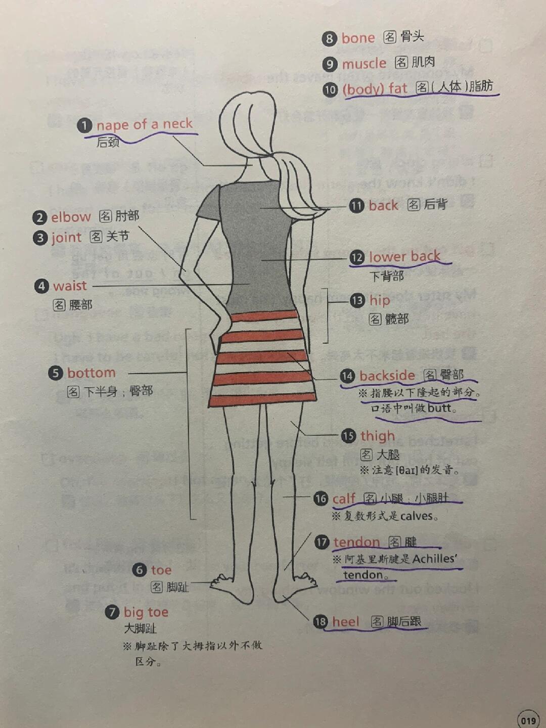 bottom是什么意思中文翻译,bottom是什么意思中文翻译成中文