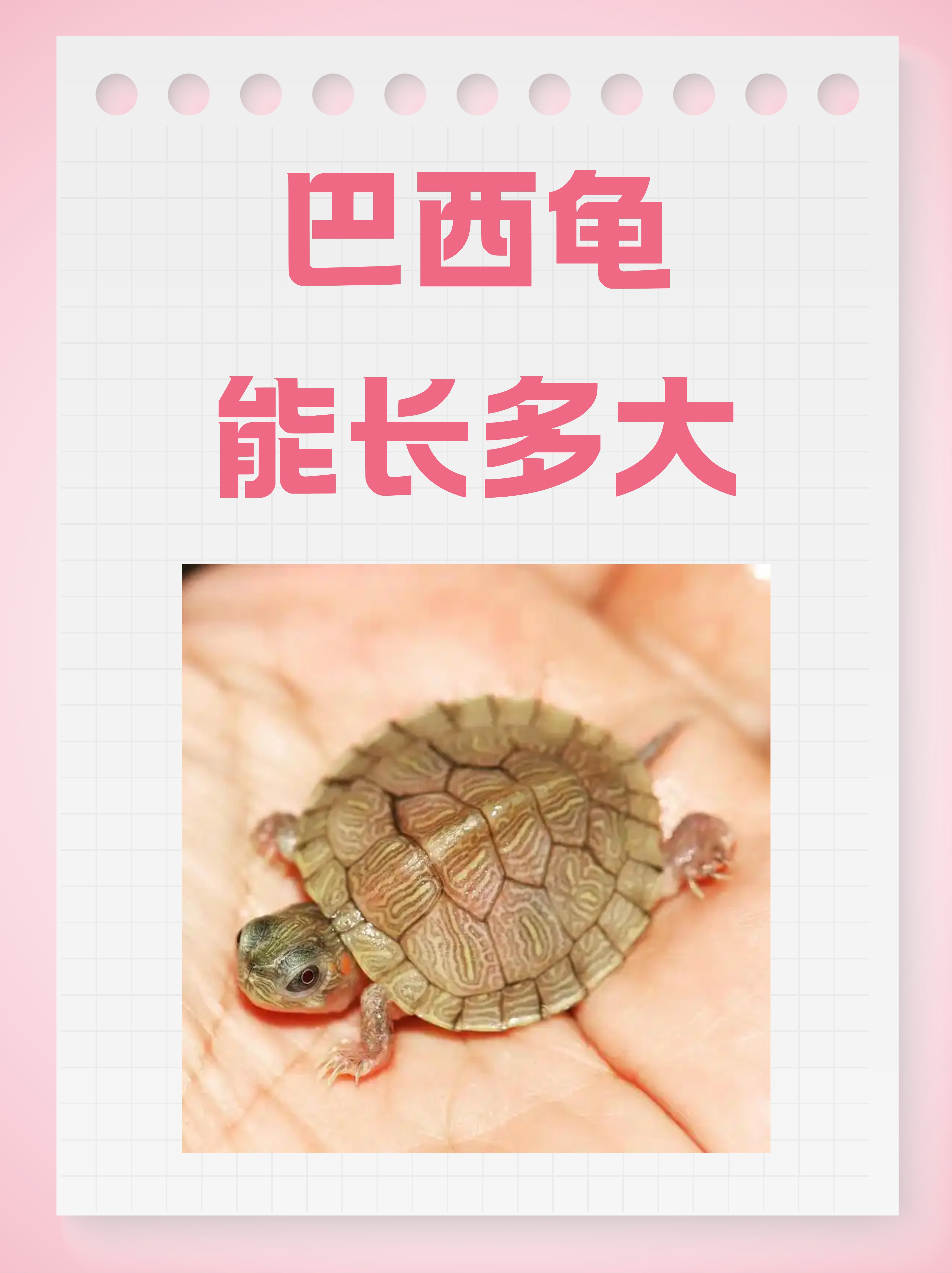 巴西龟换壳过程图,巴西龟长大过程图片