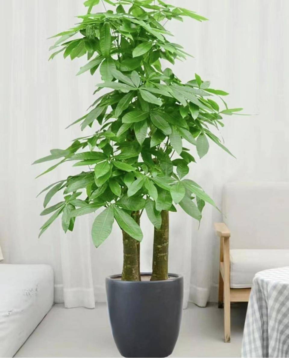 室内植物有哪些,适合水培的室内植物有哪些