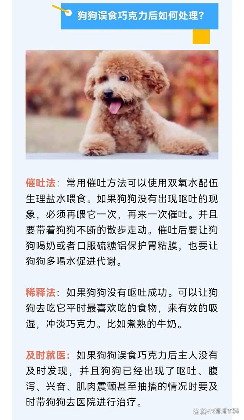 狗为啥不能吃巧克力,狗狗吃巧克力的危害
