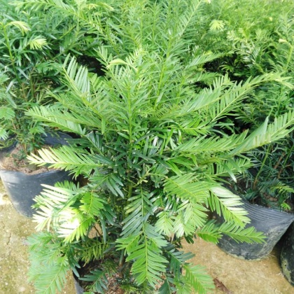 包含10年红豆杉多少钱一棵的词条