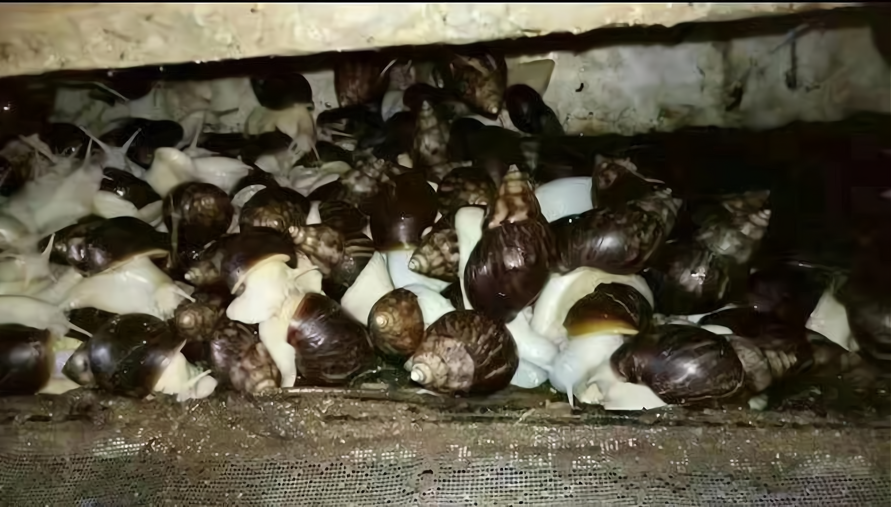 白肉蜗牛的养殖技术,白蜗牛养殖前景和销路?