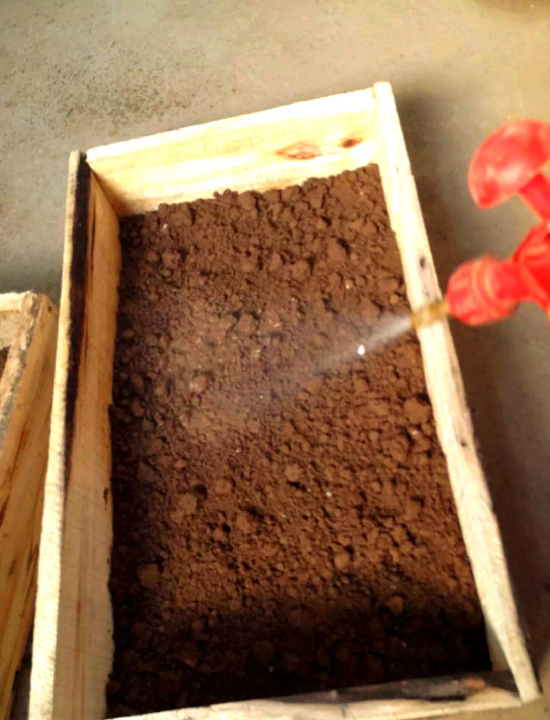 白肉蜗牛的养殖技术,白蜗牛养殖前景和销路?