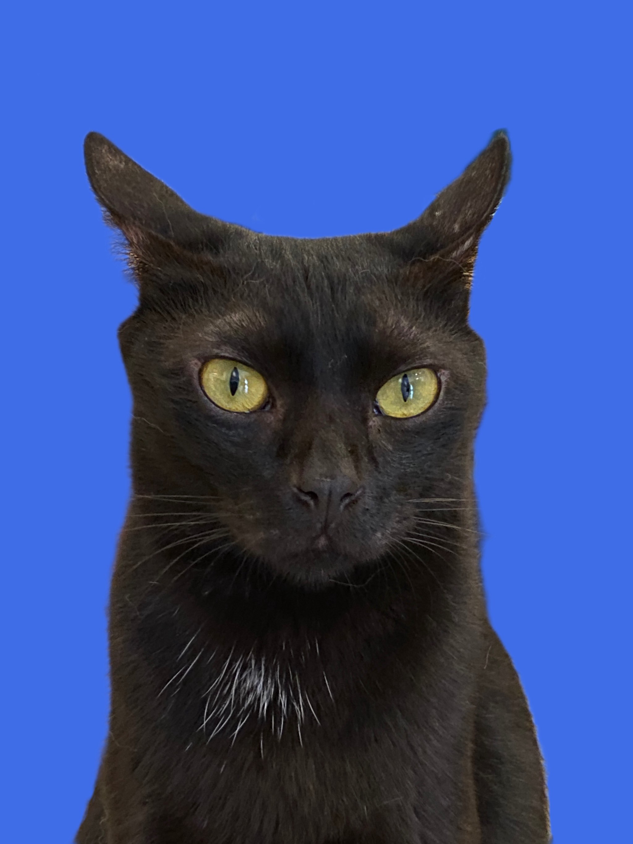 猫的图片可爱壁纸手机,猫的图片可爱真实图片
