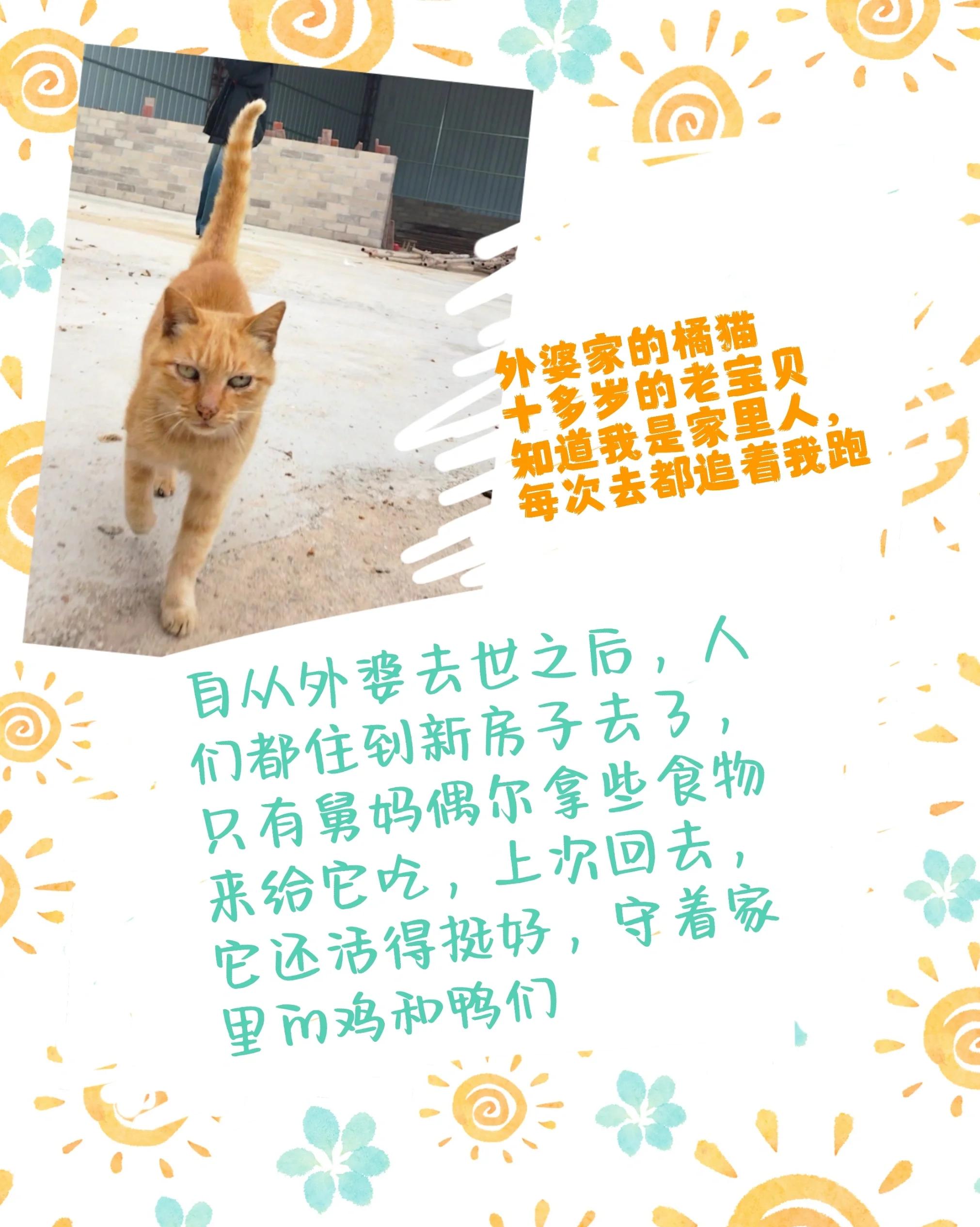 橘猫千万不能养,橘猫适合作为宠物猫吗