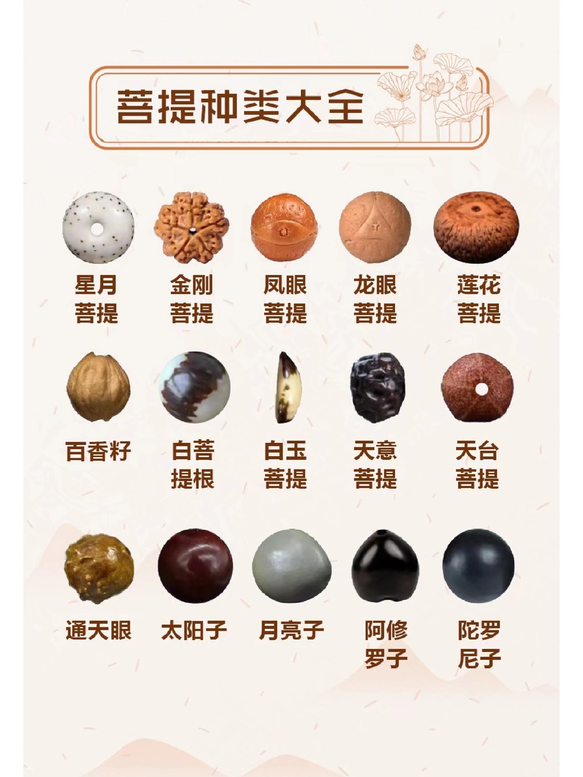 菩提是什么,菩提是什么树