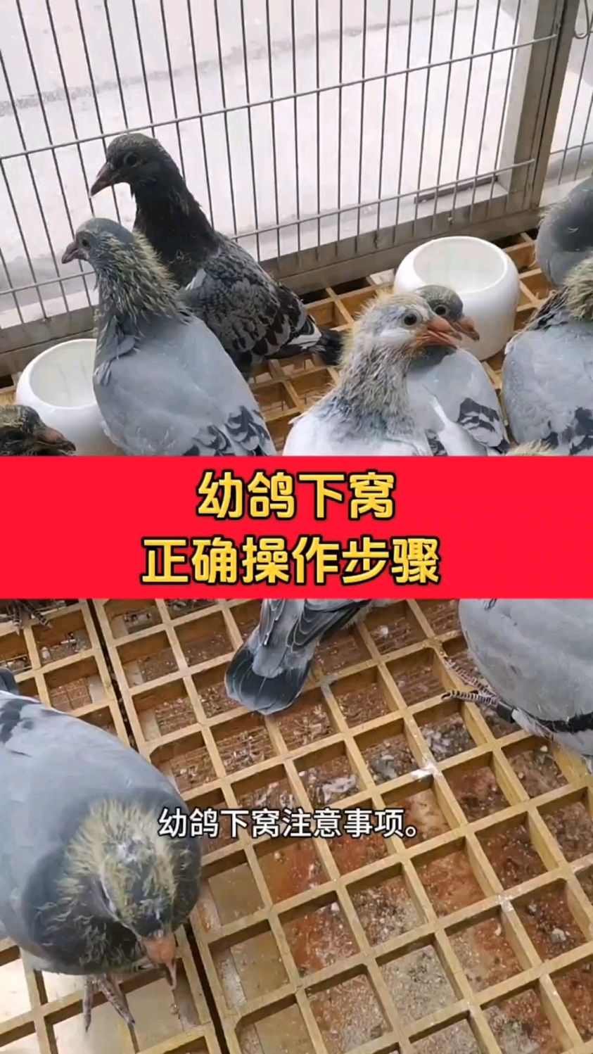 鸽子几个月开始下蛋,鸽子几个月开始下蛋繁殖落地王