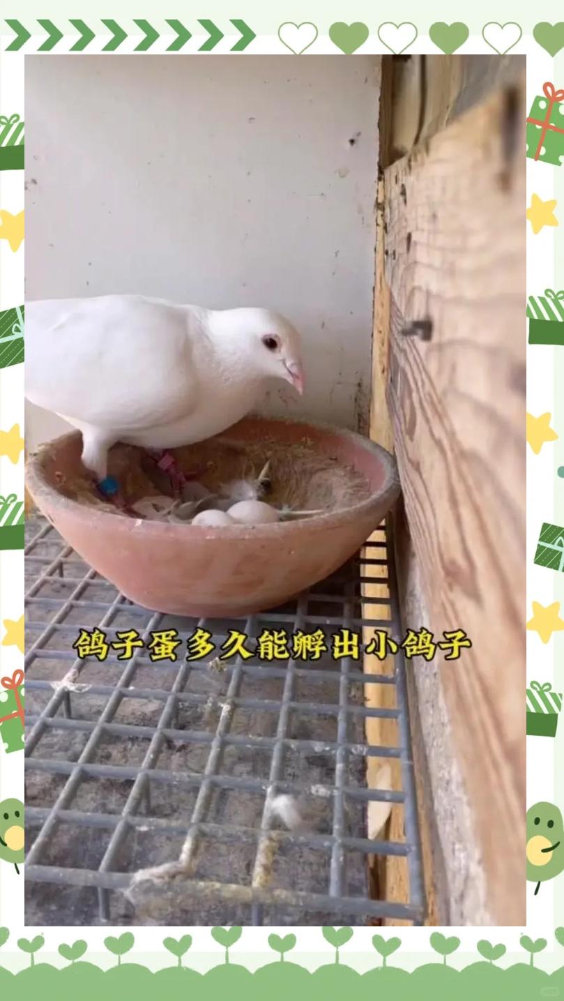 鸽子几个月开始下蛋,鸽子几个月开始下蛋繁殖落地王