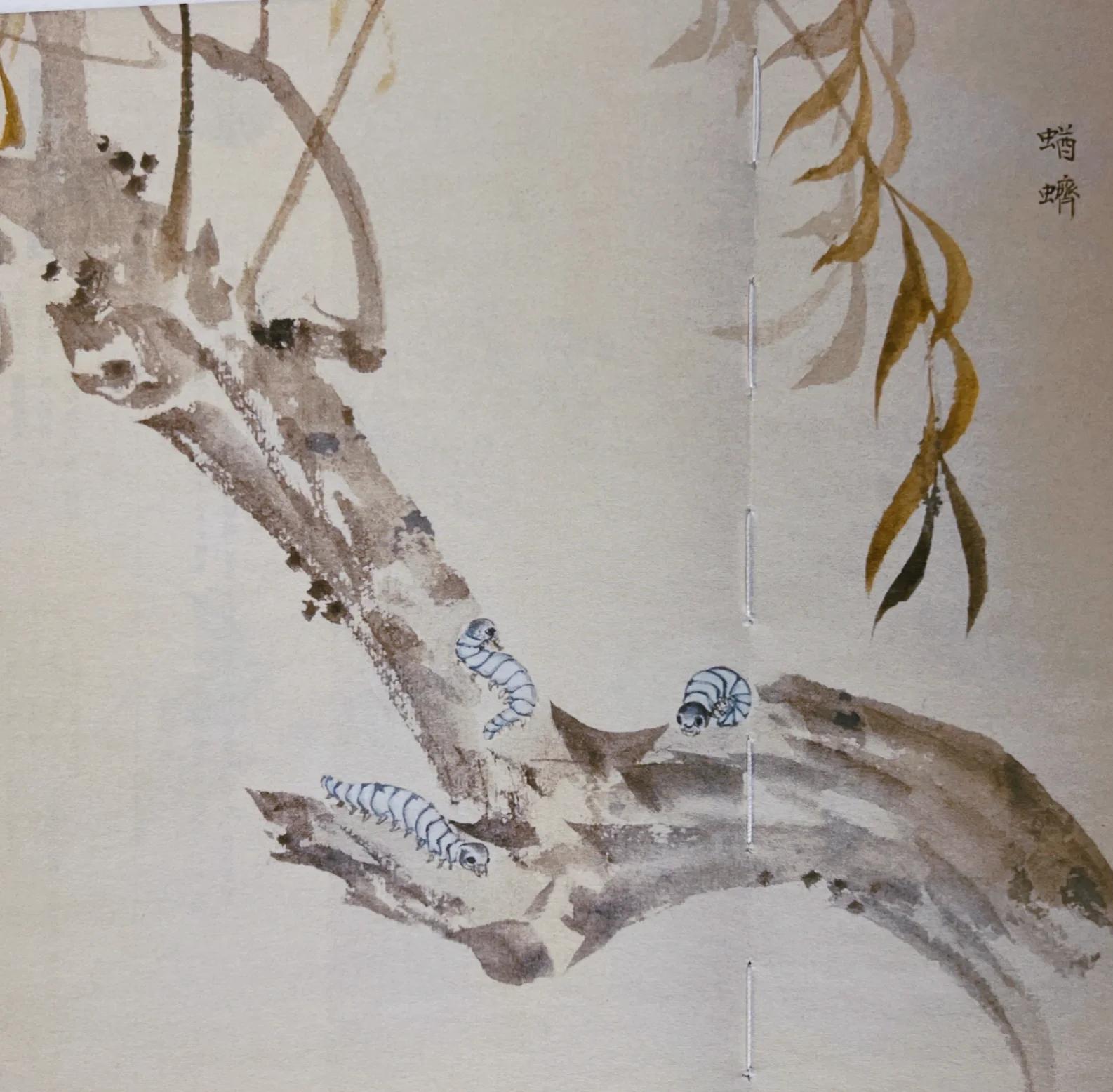 蝤蛴幼虫图片,蜾蠃幼虫图片