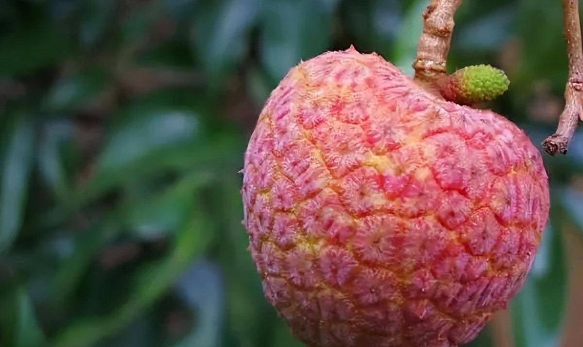 挂绿母树,挂绿母树有几棵