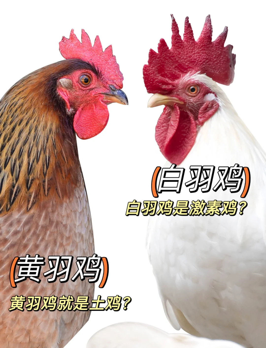 白羽鸡,白羽鸡是什么品种