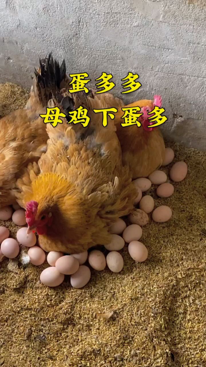 母鸡下蛋,母鸡下蛋周期